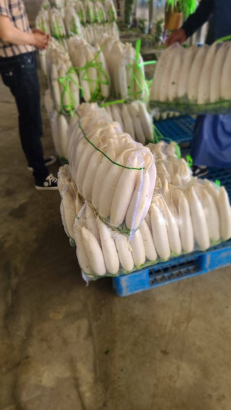【精品】质量问题包赔湖北天门自己种植白萝卜产地直供