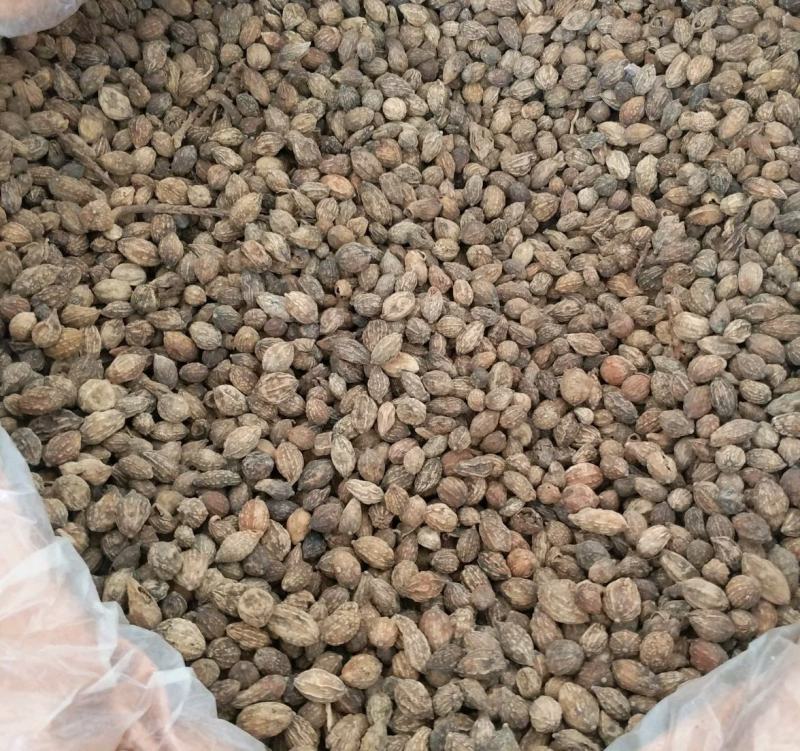 振兴药材批发供应益智仁规格齐全产地直供一手货源全国发货