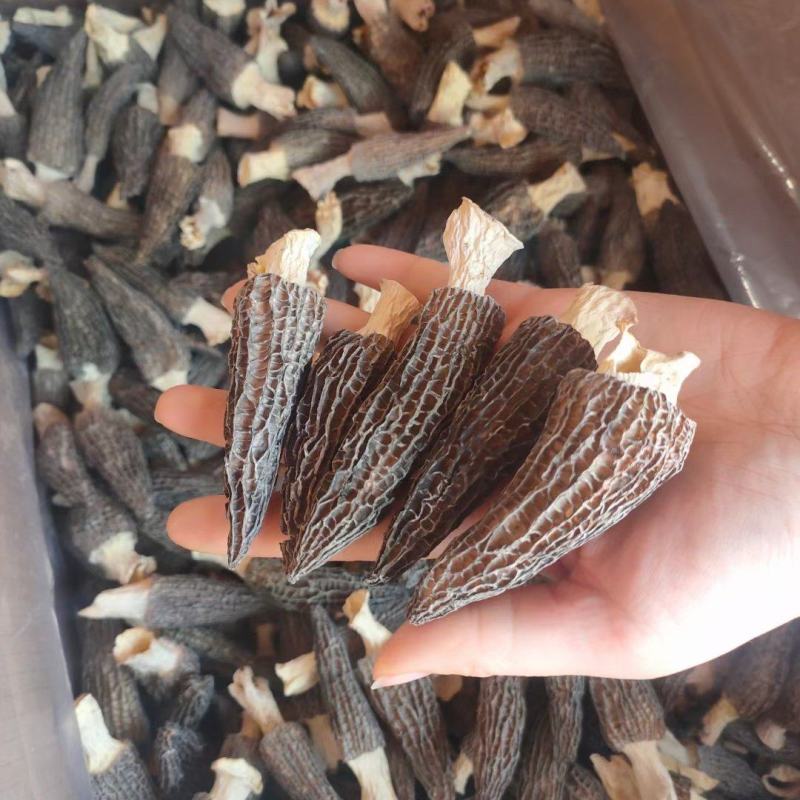 【精品羊肚菌】剪柄肉质厚实纹路均匀个头饱满