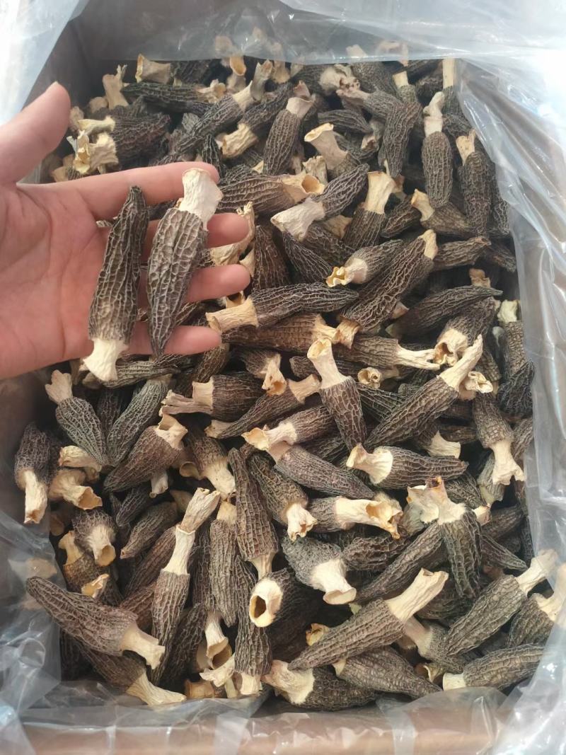 【精品羊肚菌】剪柄肉质厚实纹路均匀个头饱满