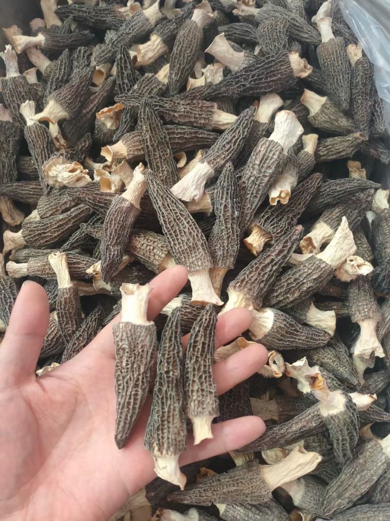 【精品羊肚菌】剪柄肉质厚实纹路均匀个头饱满