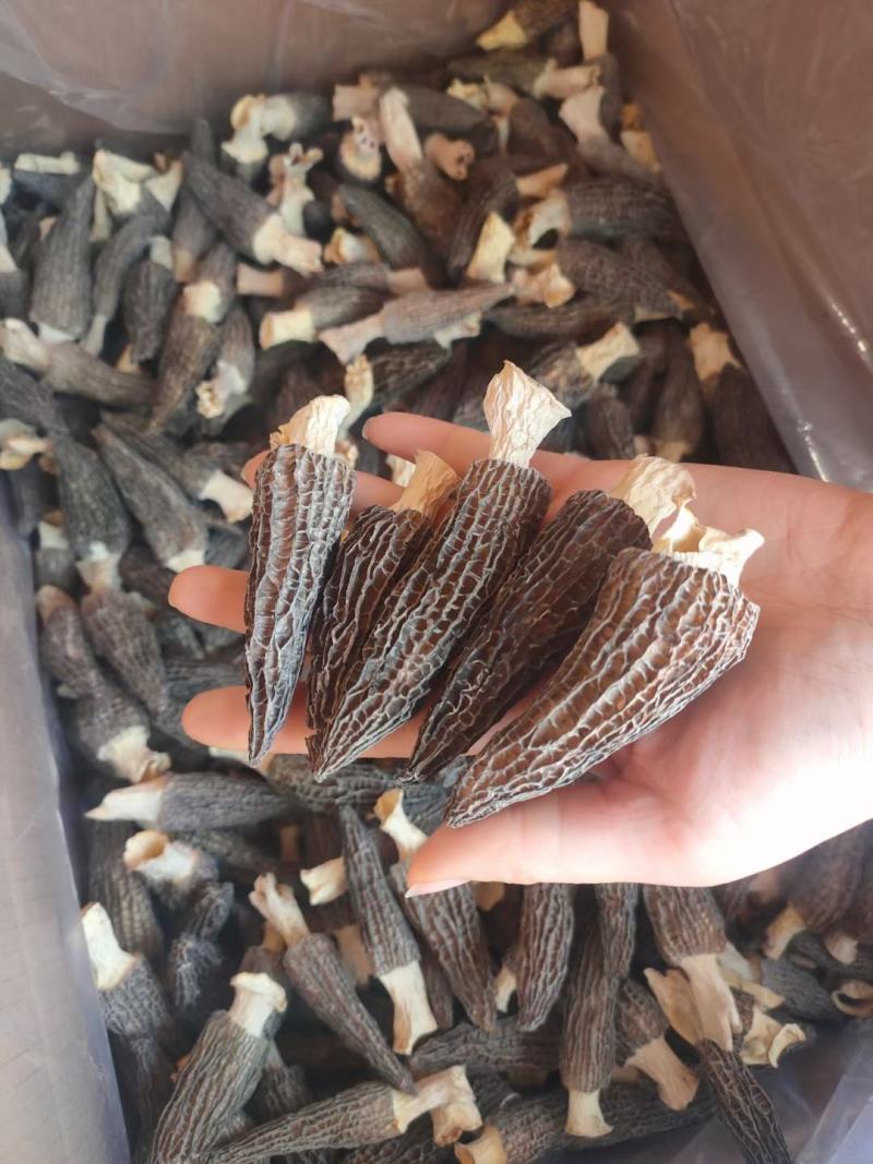 【精品羊肚菌】剪柄肉质厚实纹路均匀个头饱满