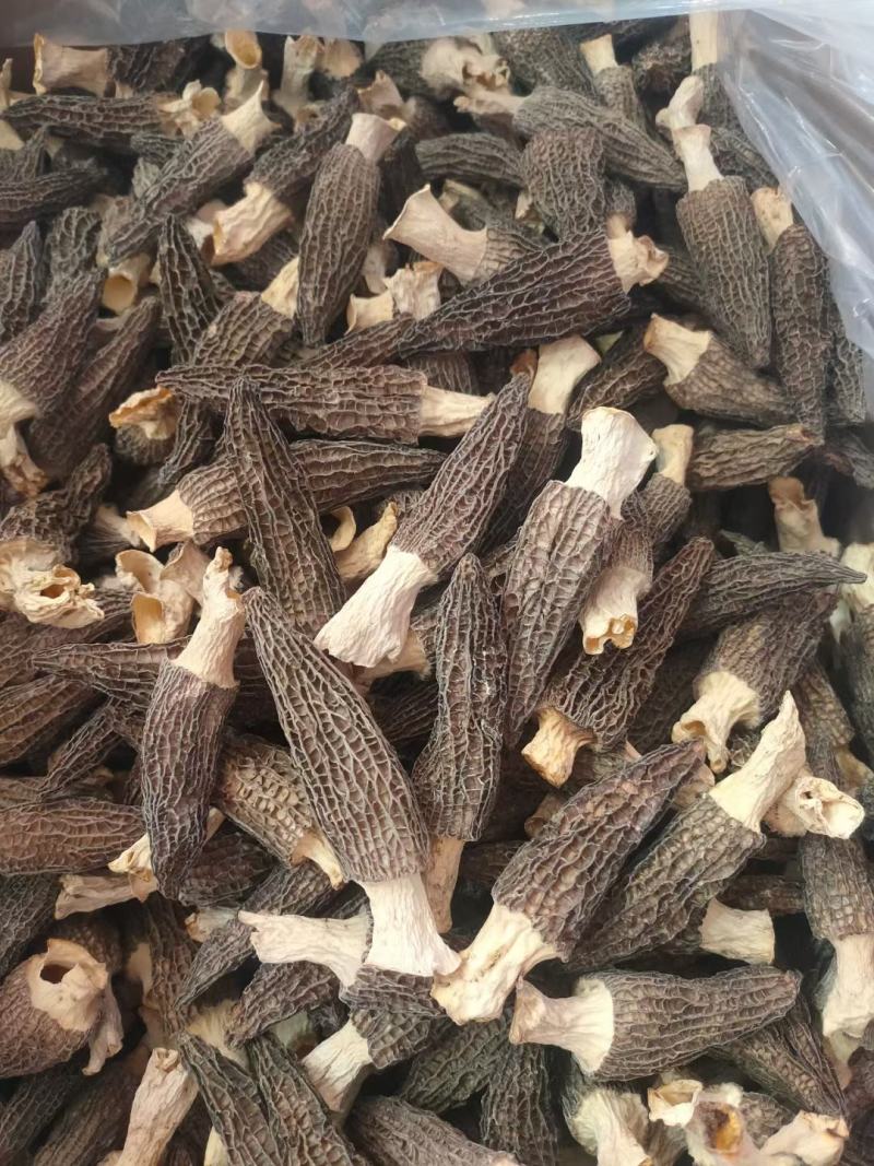 【精品羊肚菌】剪柄肉质厚实纹路均匀个头饱满