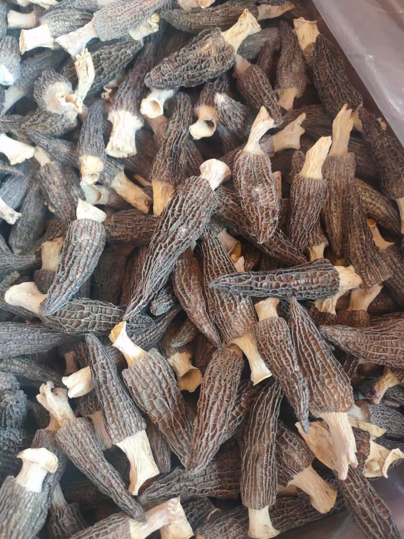 【精品羊肚菌】剪柄肉质厚实纹路均匀个头饱满