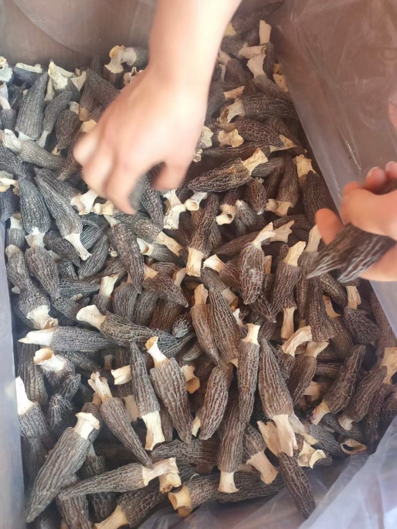 【精品羊肚菌】剪柄肉质厚实纹路均匀个头饱满