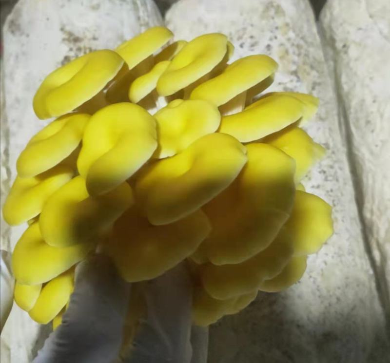 常年出售平菇榆黄蘑出菇菌包