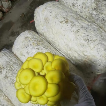 常年出售平菇榆黄蘑出菇菌包