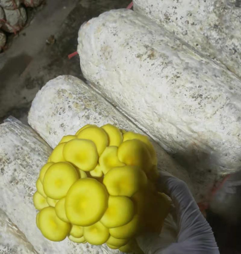 常年出售平菇榆黄蘑出菇菌包