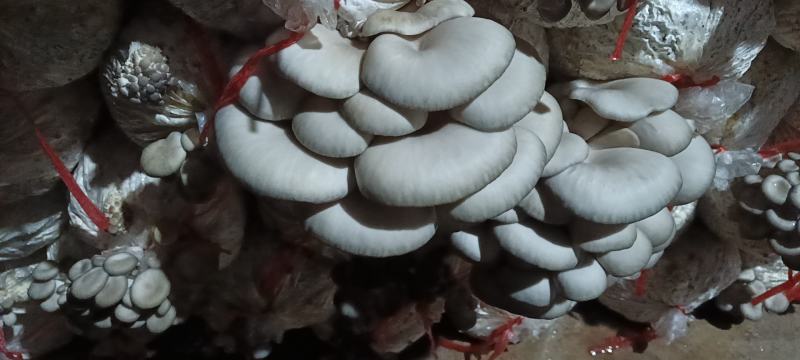 常年出售平菇榆黄蘑出菇菌包