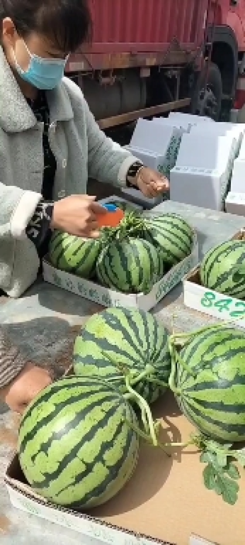 优质安徽砀山美都8424西瓜皮薄汁甜糖度高对接电商批发商商超