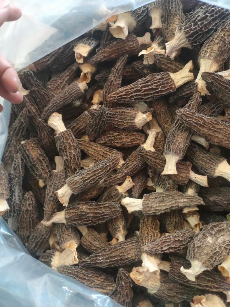 【精品羊肚菌】剪柄肉质厚实纹路均匀个头饱满
