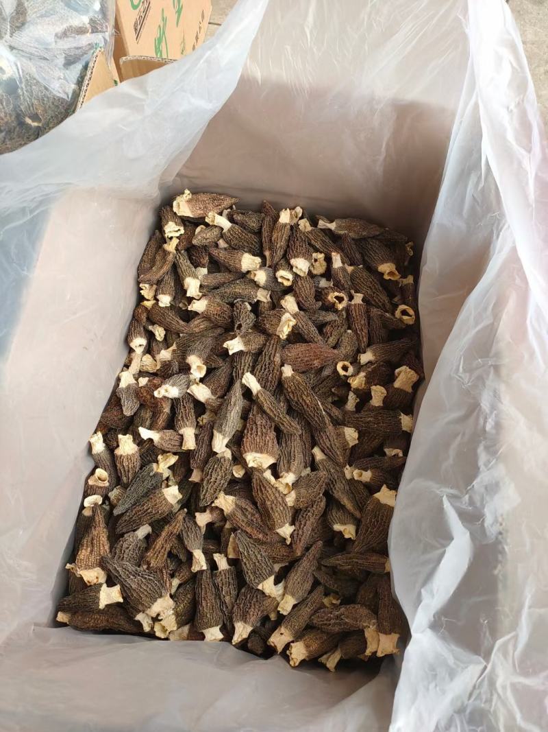【精品羊肚菌】剪柄肉质厚实纹路均匀个头饱满