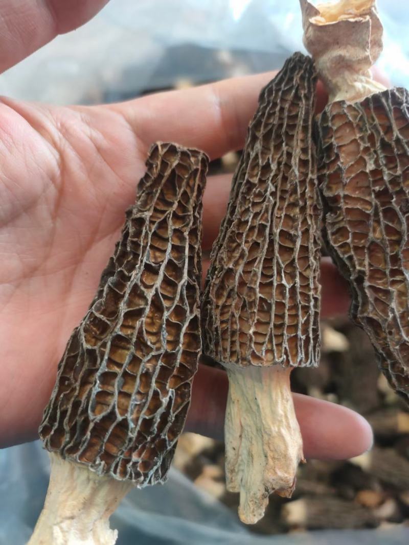 【精品羊肚菌】剪柄肉质厚实纹路均匀个头饱满