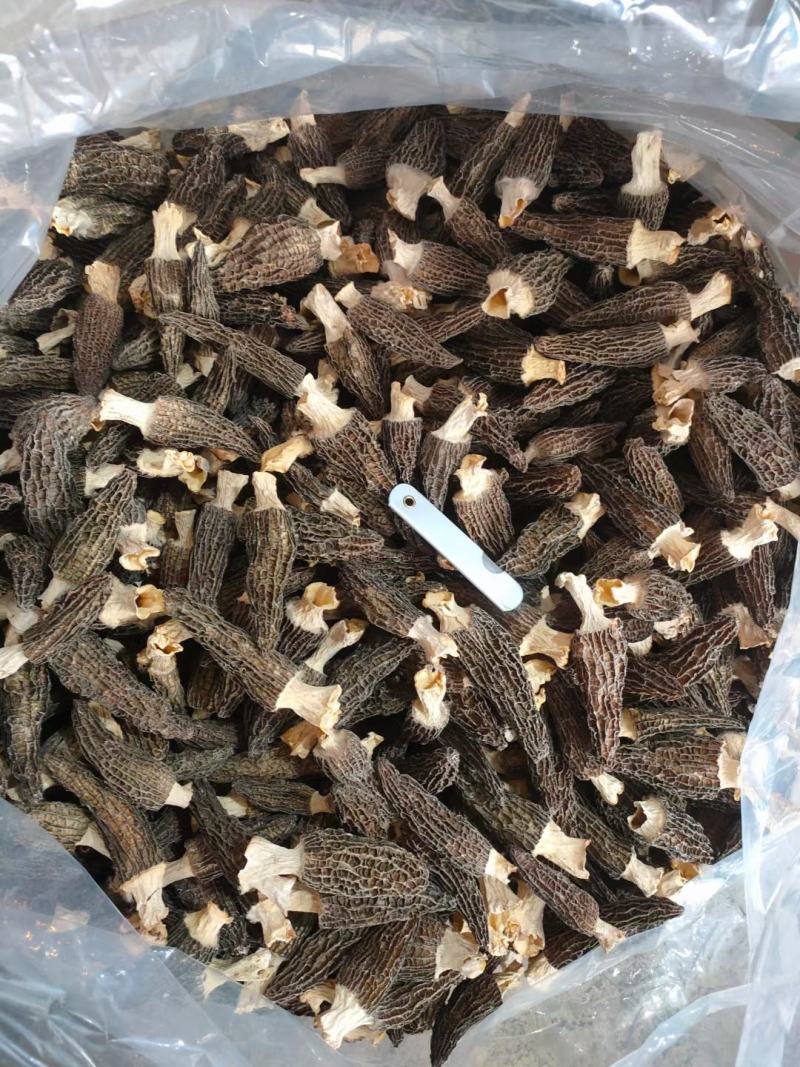 【精品羊肚菌】剪柄肉质厚实纹路均匀个头饱满
