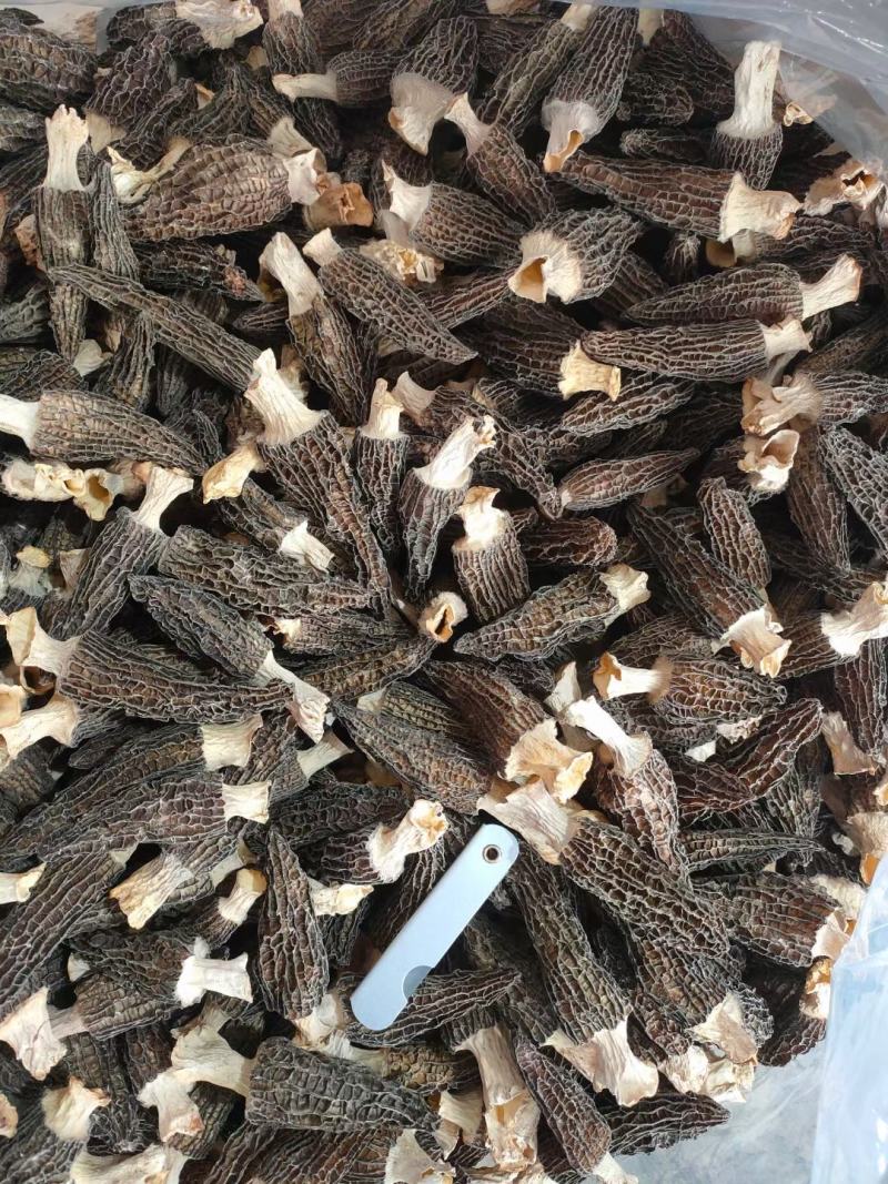 【精品羊肚菌】剪柄肉质厚实纹路均匀个头饱满