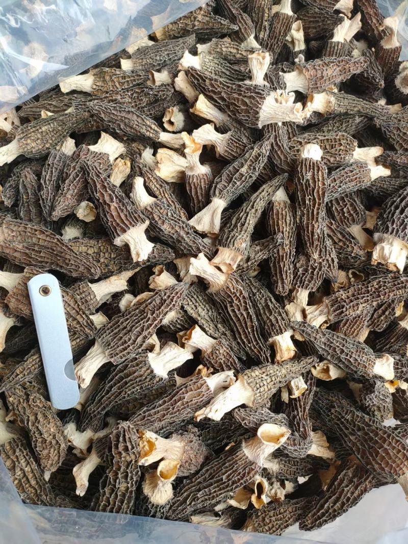 【精品羊肚菌】剪柄肉质厚实纹路均匀个头饱满