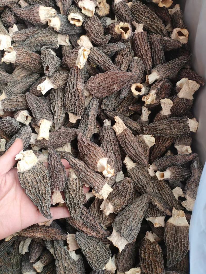 【精品羊肚菌】剪柄肉质厚实纹路均匀个头饱满