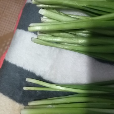 大今沟韭菜中的精品