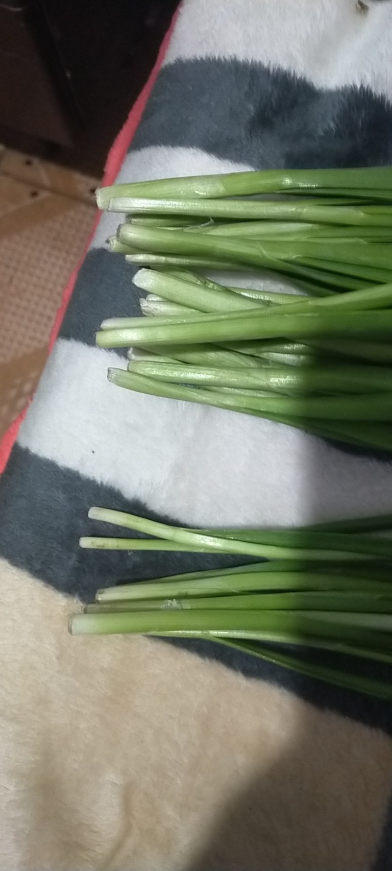 大今沟韭菜中的精品