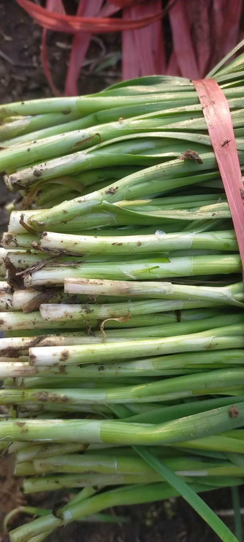 大今沟韭菜中的精品