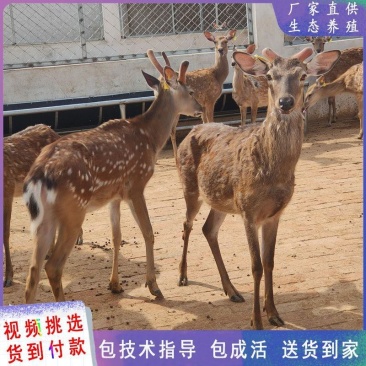梅花鹿苗活体幼崽养殖，听话梅花鹿，怀孕母鹿，种鹿，包送。