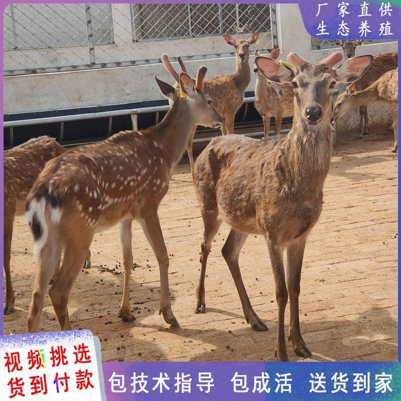 梅花鹿苗活体幼崽养殖，听话梅花鹿，怀孕母鹿，种鹿，包送。