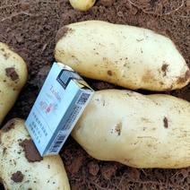 山东土豆，大量供应V7土豆一手货源欢迎新老朋友咨询