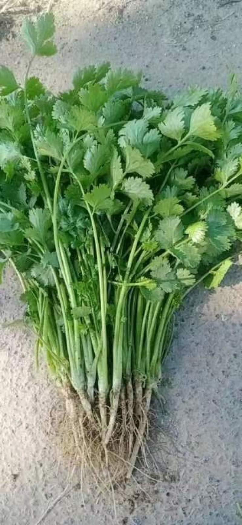 出售精品香草