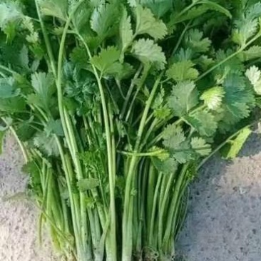 出售精品香草