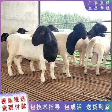 杜泊绵羊种羊，河南黑头杜泊怀孕羊质量好，价格亲民欢迎选购