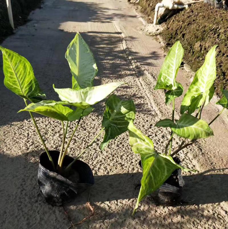 合果芋白蝴蝶各种规格基地大量现货供应，欢迎各位客户咨询