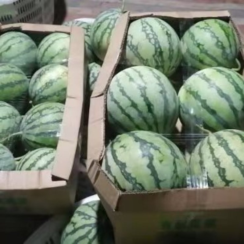 【推荐】湖北早春红玉湖北西瓜大量有货欢迎咨询