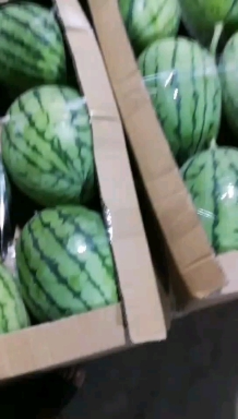 【推荐】湖北早春红玉湖北西瓜大量有货欢迎咨询