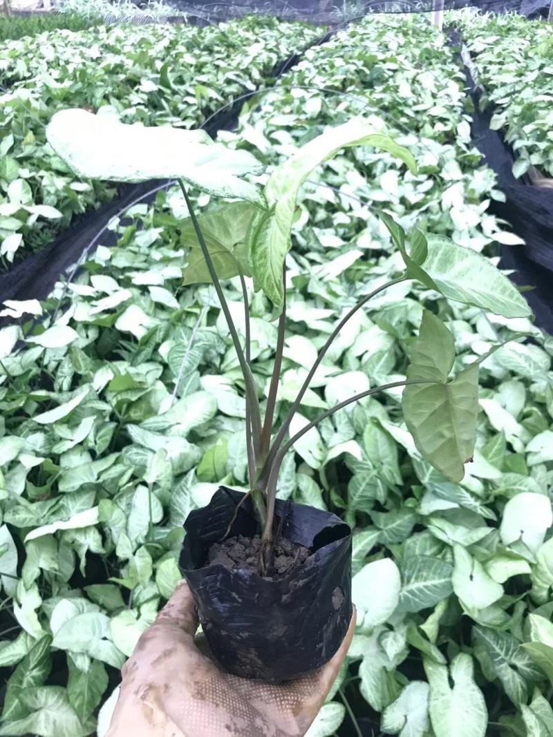 合果芋白蝴蝶各种规格基地大量现货供应，欢迎各位客户咨询