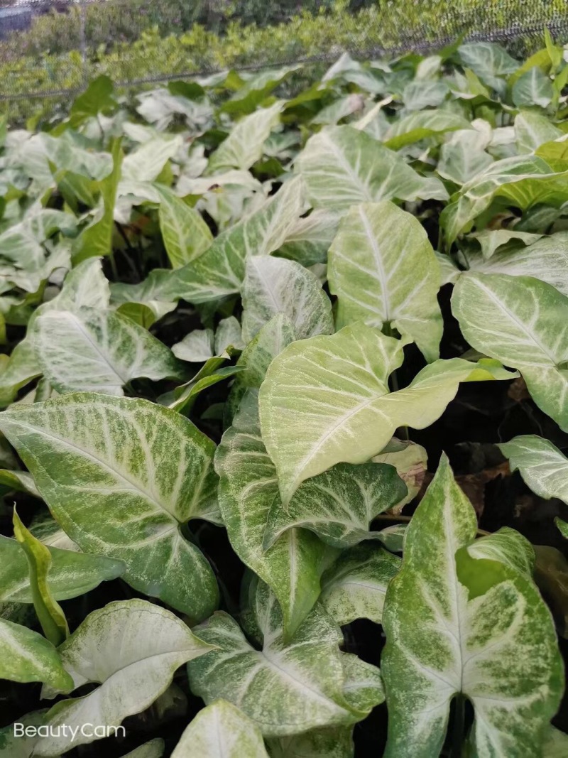 合果芋白蝴蝶各种规格基地大量现货供应，欢迎各位客户咨询