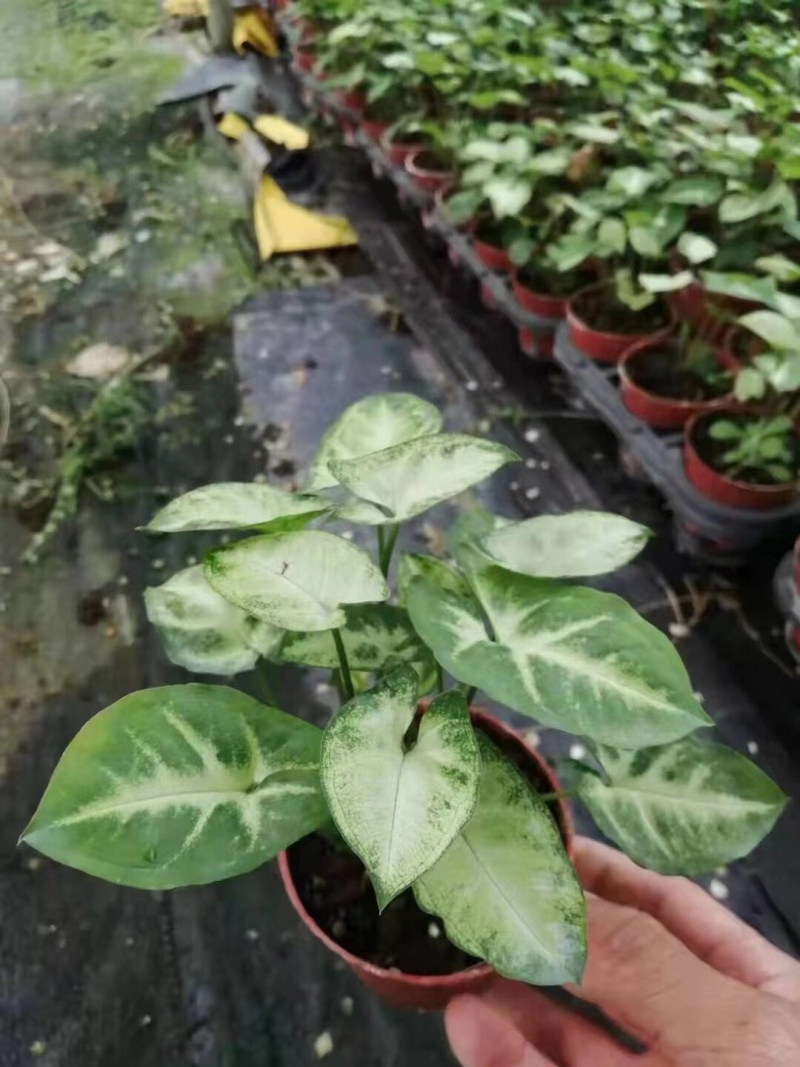 合果芋白蝴蝶各种规格基地大量现货供应，欢迎各位客户咨询