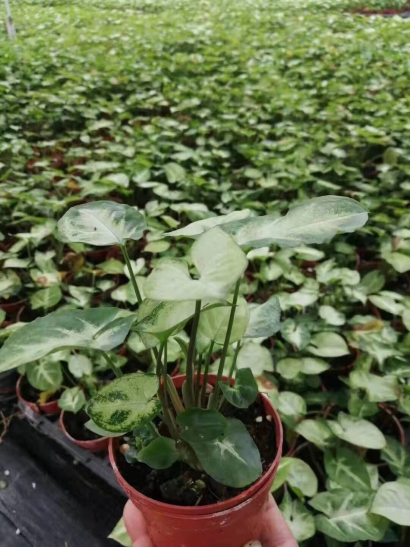 合果芋白蝴蝶各种规格基地大量现货供应，欢迎各位客户咨询