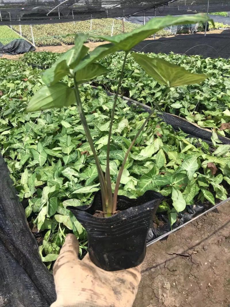 合果芋白蝴蝶各种规格基地大量现货供应，欢迎各位客户咨询