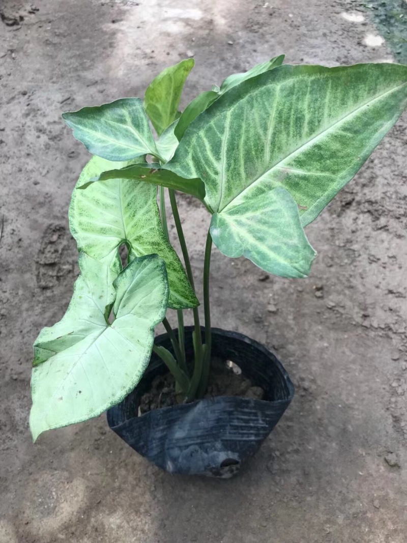 合果芋白蝴蝶各种规格基地大量现货供应，欢迎各位客户咨询