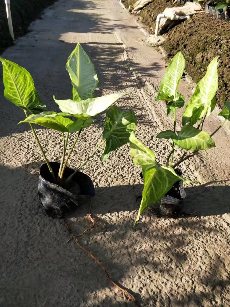合果芋白蝴蝶各种规格基地大量现货供应，欢迎各位客户咨询