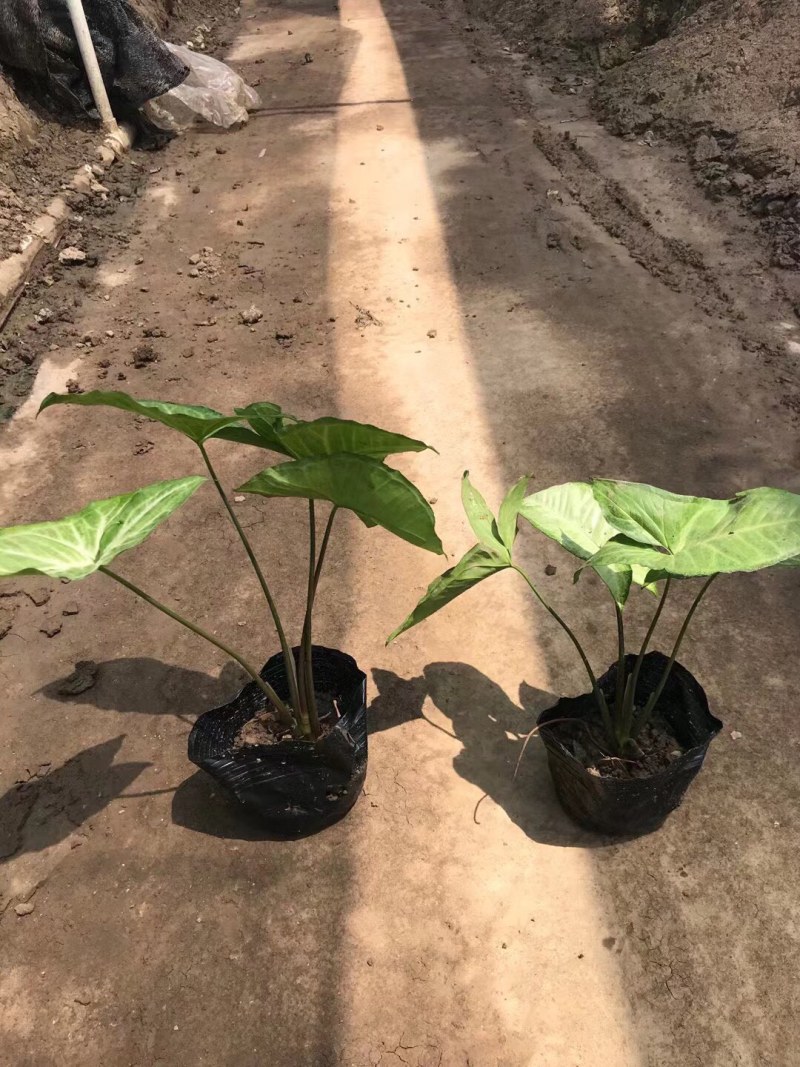 合果芋白蝴蝶各种规格基地大量现货供应，欢迎各位客户咨询