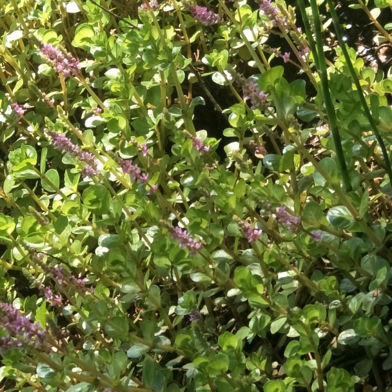野生水草苗，天然生长，适合湿地，河湖近岸造景！！！！！！