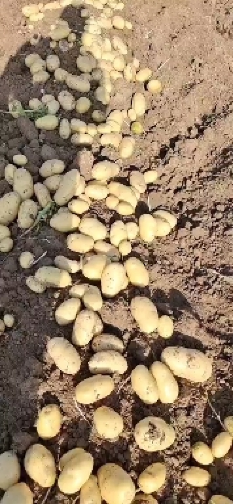 山东精品荷兰十五土豆产地直供量大从优欢迎联系