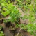 【热销】山楂树带土球5-10公分挂果山楂树基地直供