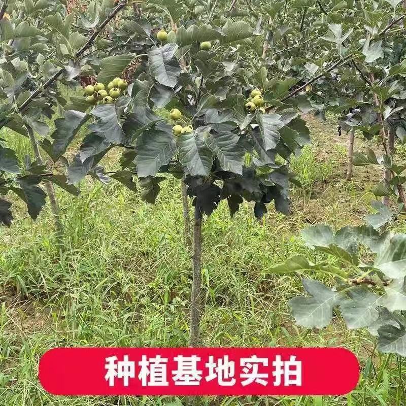 【热销】山楂树带土球5-10公分挂果山楂树基地直供