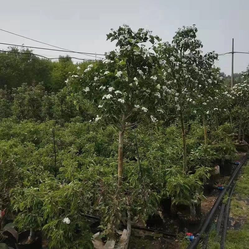 【热销】山楂树带土球5-10公分挂果山楂树基地直供