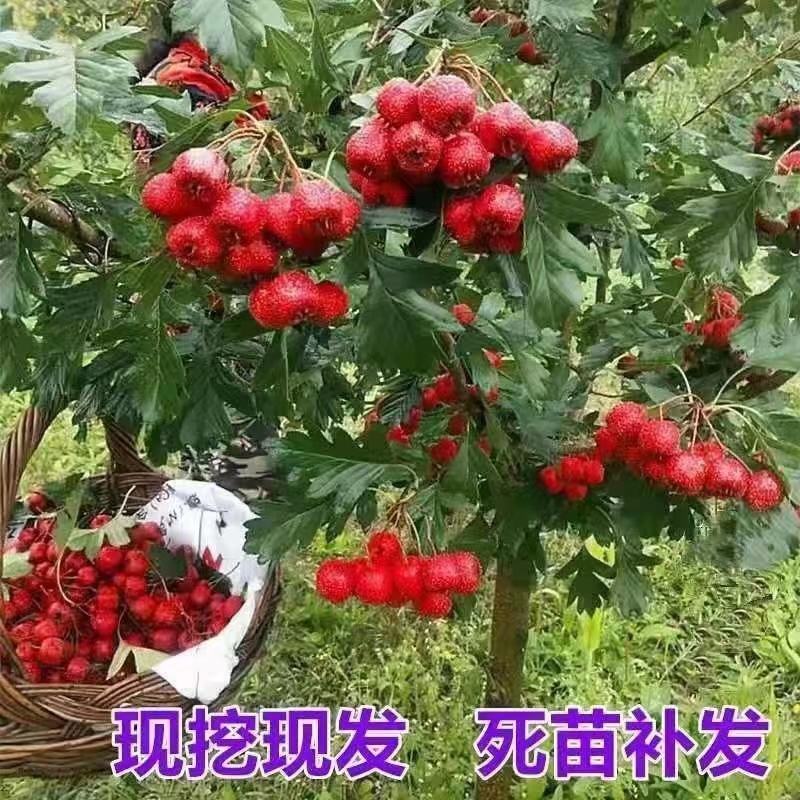 【热销】山楂树带土球5-10公分挂果山楂树基地直供