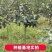 【热销】山楂树带土球5-10公分挂果山楂树基地直供