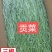 特级贡菜，苔干苔菜农家土特产脱水蔬菜干货干响菜火锅