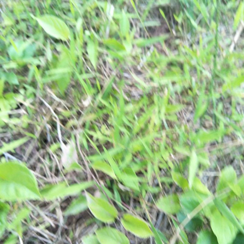 野生鸡屎藤苗，！！！！！！！！！！！！！！！！！！！！！